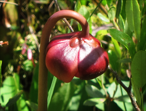 Adirondack Wildflowers:  Pitcher Plant on Barnum Bog at the Paul Smiths VIC